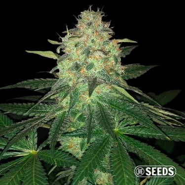 View Mamba Negra - GB Seeds - GB The Green Brand