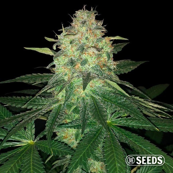 View Mamba Negra - GB Seeds - GB The Green Brand