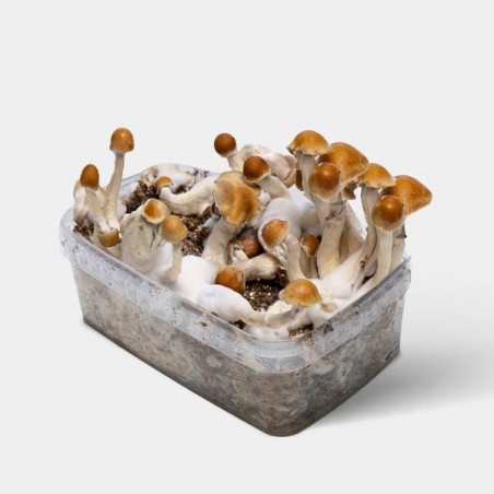 Kit de Cultivo de Cogumelos Mágicos Amazonian