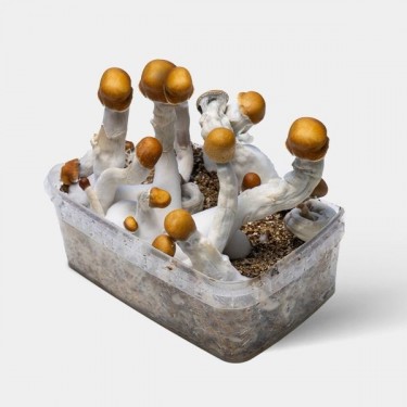 Kit cultivo cogumelos psilocybe cubensis 🚀 Psilocibina alta