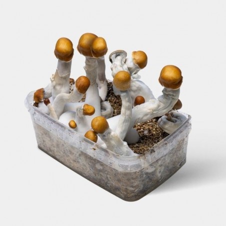 Kit cultivo cogumelos psilocybe cubensis 🚀 Psilocibina alta