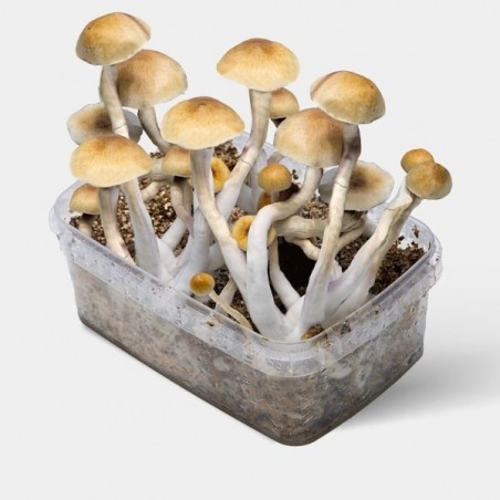 Comprar Thai Magic Mushrooms ao melhor preço online