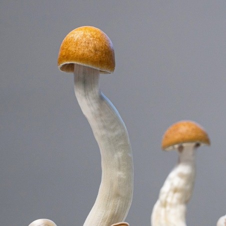Golden Teacher Cogumelos Kit 💯% Frescos | Produção máxima