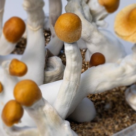 Kit cultivo cogumelos psilocybe cubensis 🚀 Psilocibina alta