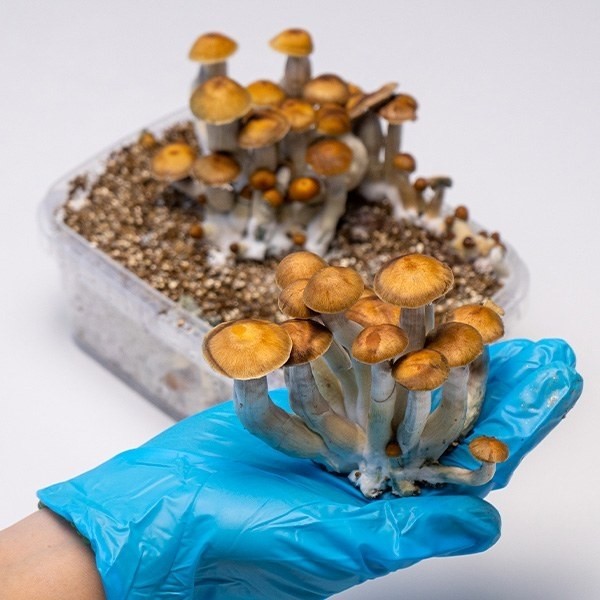 Comprar【 Cogumelos Mazatapec Barato 】🍄 Equilibrado e forte