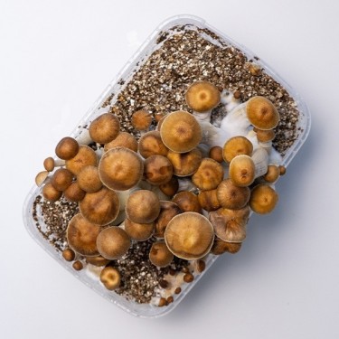 Comprar【 Cogumelos Mazatapec Barato 】🍄 Equilibrado e forte