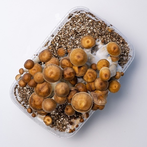 Comprar【 Cogumelos Mazatapec Barato 】🍄 Equilibrado e forte