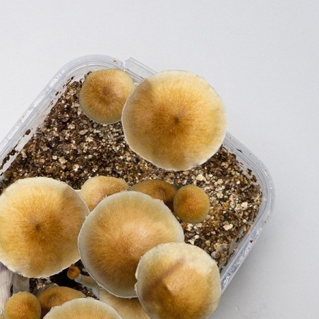 Comprar Thai Magic Mushrooms ao melhor preço online