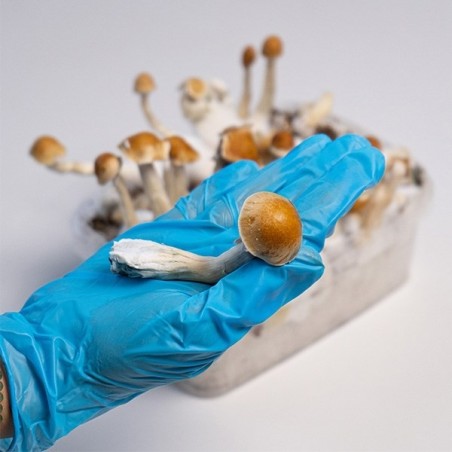 Kit de Cultivo Amazonian ▷ Os melhores cogumelos mágicos