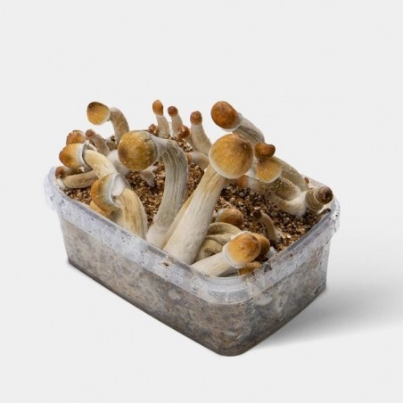 Psilocybe Mexican 1