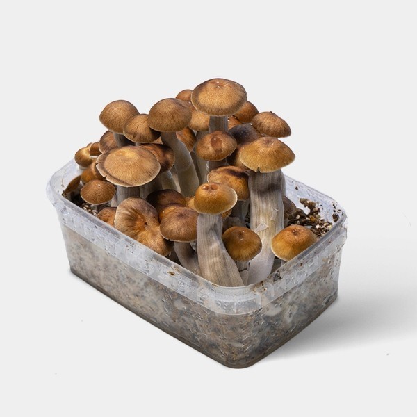 View Comprar【 Cogumelos Mazatapec Barato 】🍄 Equilibrado e forte