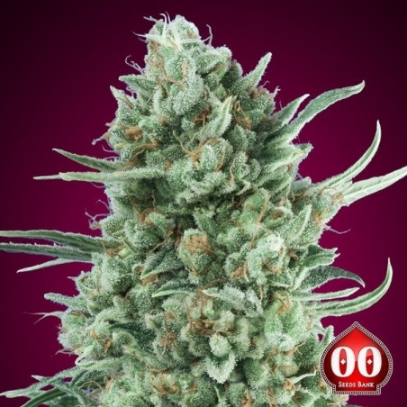 Comprar Auto Bubble Gum XXL de 00 Sementes - GB The Green Brand