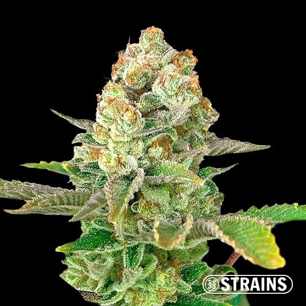 View Auto Apple Fritter XXL