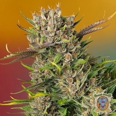 Papaya Zoap Auto Sweet Seeds - GB The Green Brand