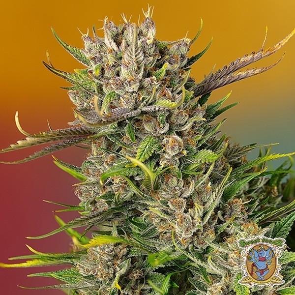 View Papaya Zoap Auto Sweet Seeds - GB The Green Brand