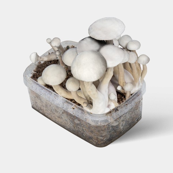 View 🍄 Kit de Cogumelos Moby Dick 🚀 Potência + Produção