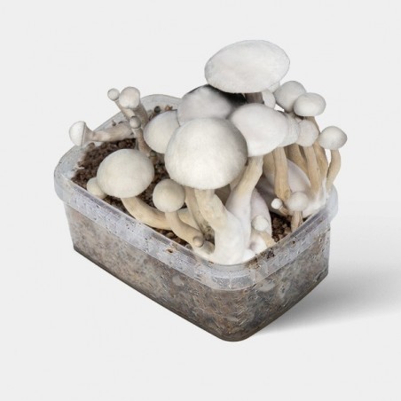 🍄 Kit de Cogumelos Moby Dick 🚀 Potência + Produção