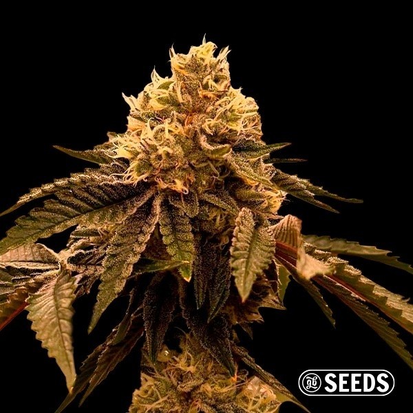 View Gary Payton Weed a Granel | Semente Feminizada GB