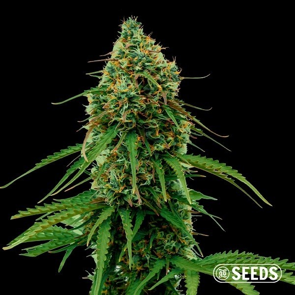 View Apple & Banana a Granel de GB Seeds - GB The Green Brand