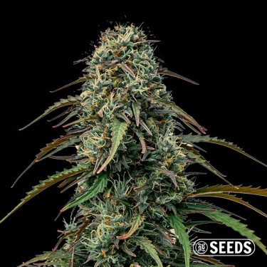 View Grape Gas de GB Seeds A Granel - GB The Green Brand