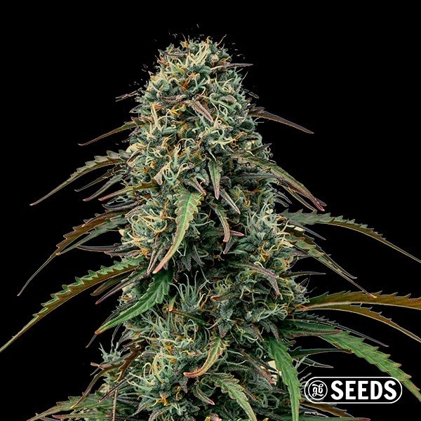 View Grape Gas de GB Seeds A Granel - GB The Green Brand