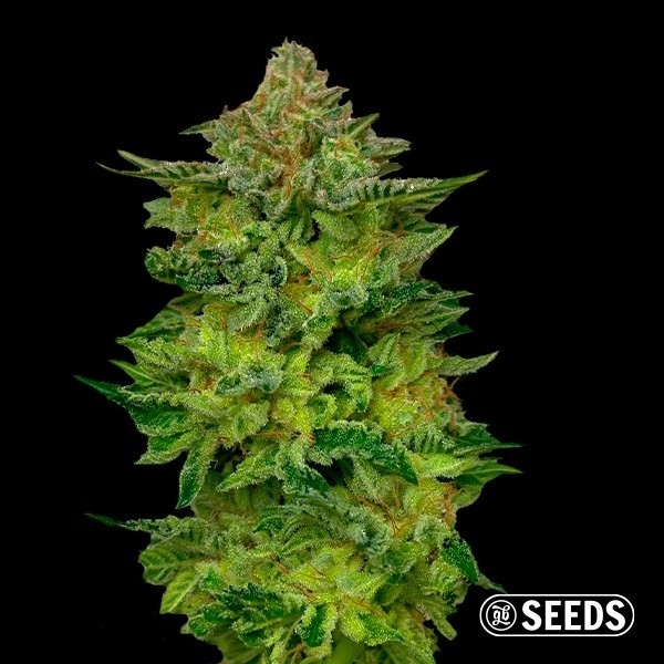 View Horchata A Granel de GB Seeds - GB The Green Brand