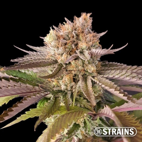View RS11 - Rainbow Sherbert