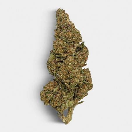 Flores de CBD The Family REAL TALK - GB The Green Brand