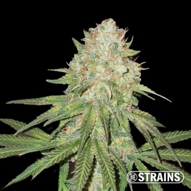 View A Zoap da GB Strains - GB The Green Brand