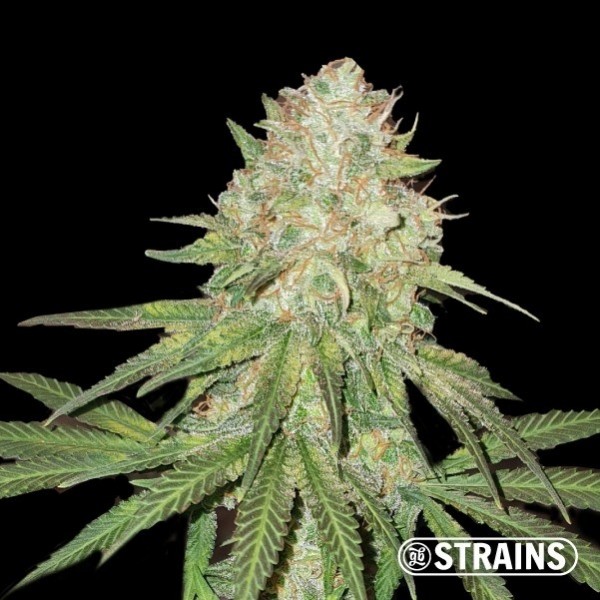View A Zoap da GB Strains - GB The Green Brand