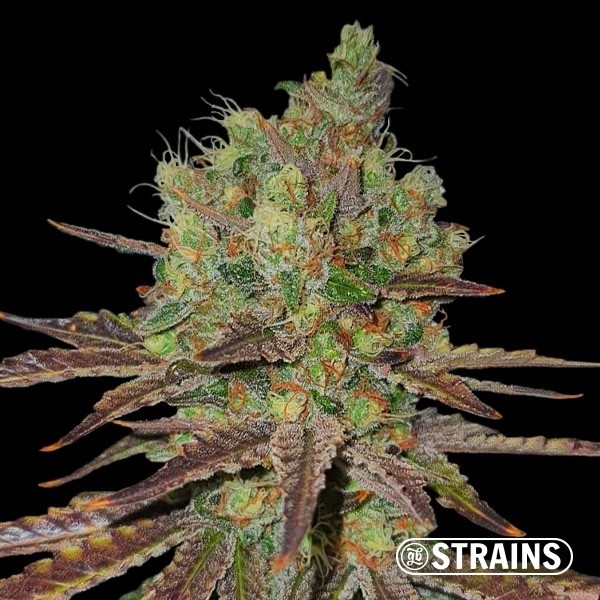 View Permanent Maker de GB Strains - GB The Green Brand