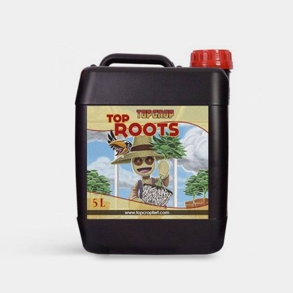 Top Roots