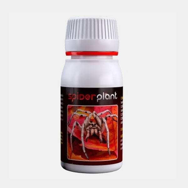 Planta de aranha anticarro