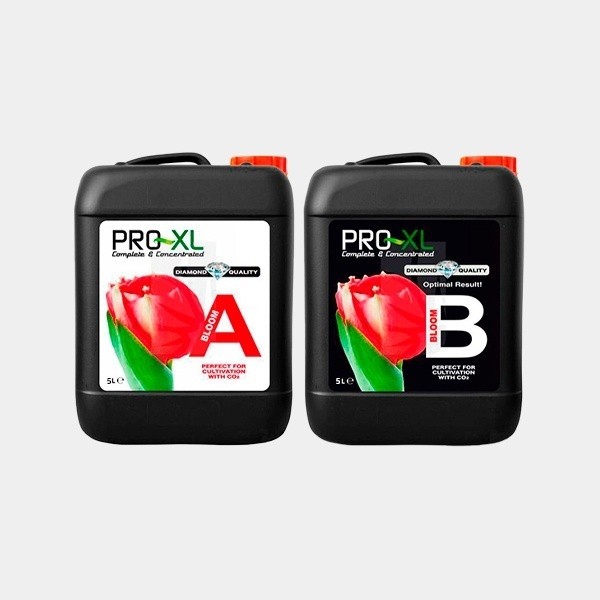 Bloom A+B