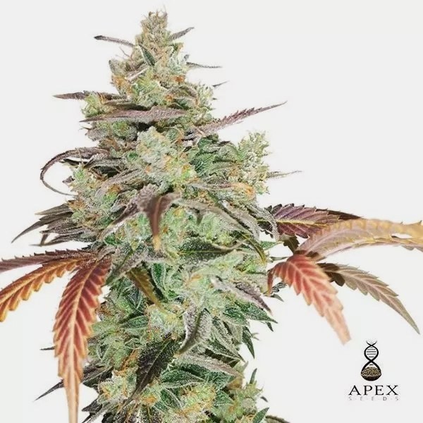 View Auto Super Macaco XXL de Sementes Apex - GB The Green Brand
