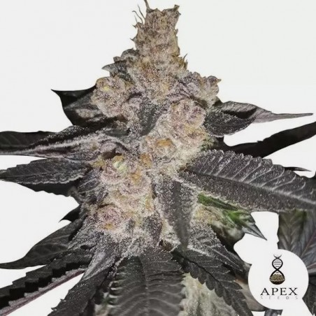Auto Biscotti de Apex Seeds Autoflowering - GB The Green Brand