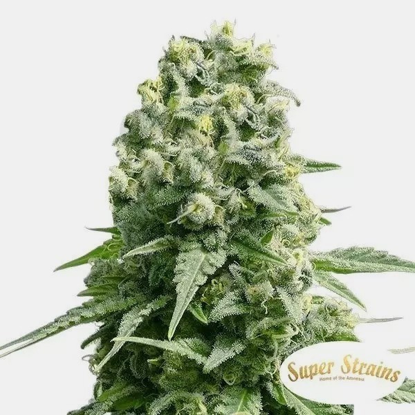 Amnesia Super Strains 100% feminizado - GB The Green Brand