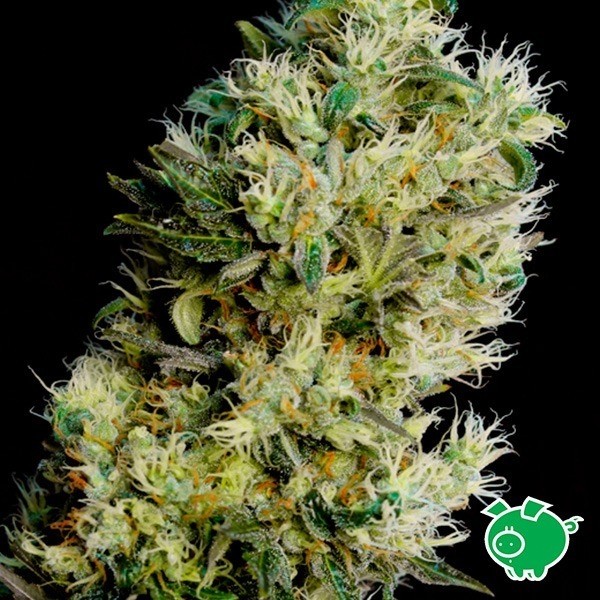 View Amnesia Bilbo Auto-floramento Genehtik - GB The Green Brand