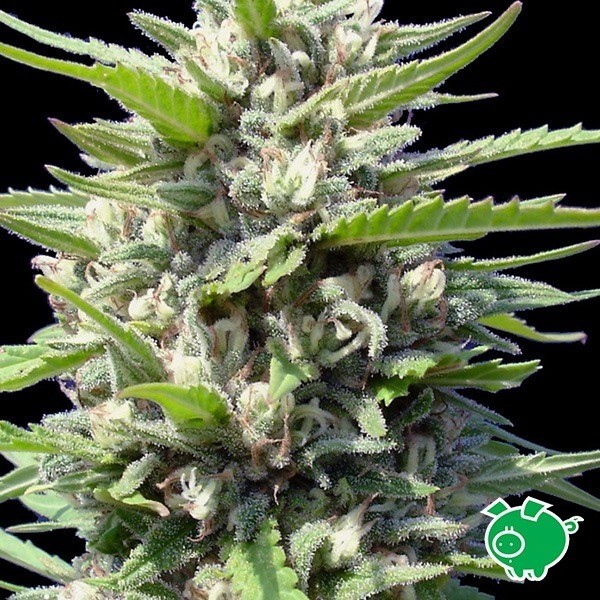View Northern Lights Auto de Veno Genehtik - GB The Green Brand