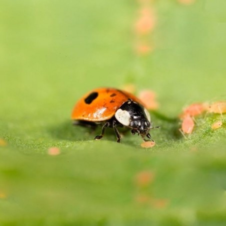 Adalia bipunctata contra pulgões