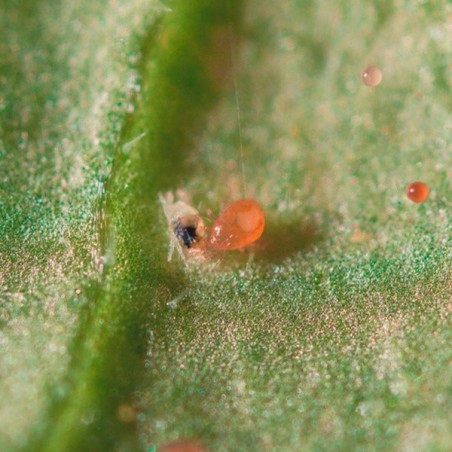 Spical Plus (Neoseiulus Californicus) - GB The Green Brand