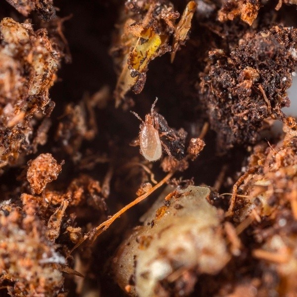 View Entomite-m 10000 (Hypoaspis Miles)