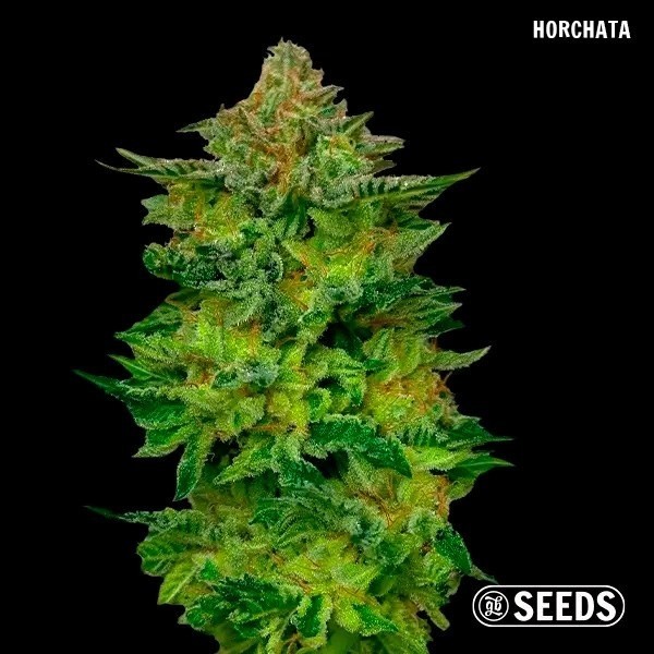 GB Seeds Box - GB The Green Brand