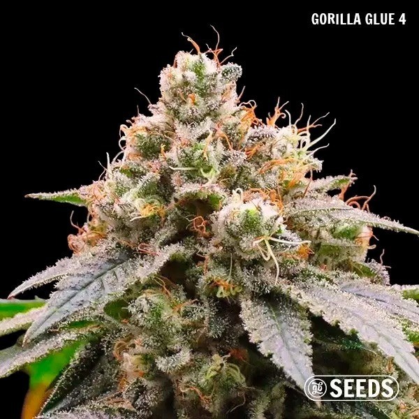GB Seeds Box - GB The Green Brand