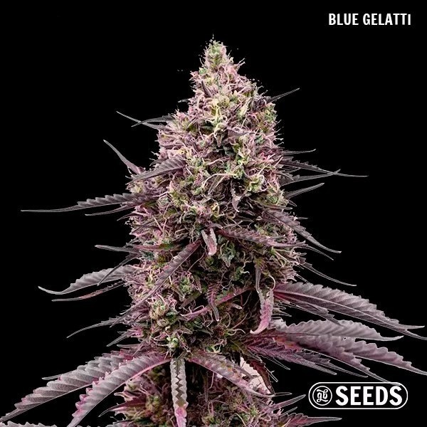 GB Seeds Box - GB The Green Brand