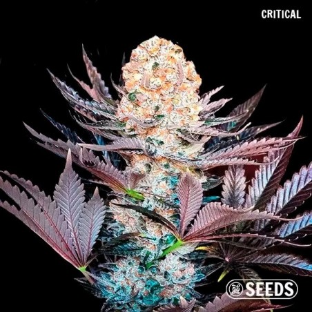 GB Seeds Box - GB The Green Brand