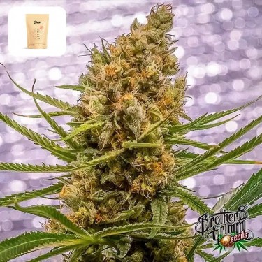 Abacaxi XX por Irmãos Grimm - GB A Marca Verde