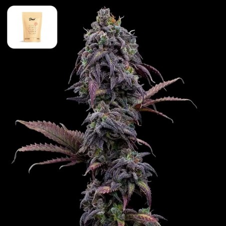Princess Haze XX da Brothers Grimm - GB The Green Brand