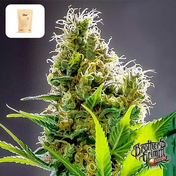 Apollo Haze da Brothers Grimm Seeds - GB The Green Brand