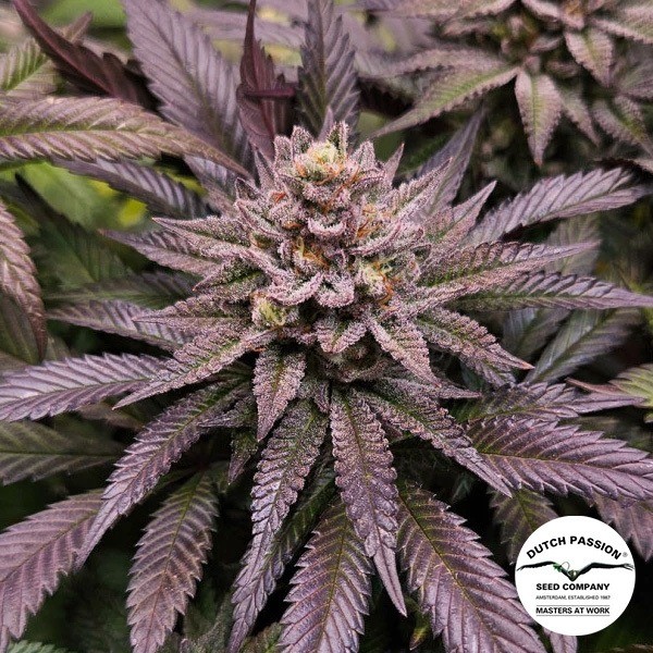 View Orange Bud 2.0